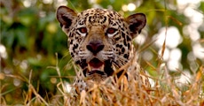 jaguar_watching